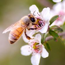 画像をギャラリービューアに読み込む, マヌカハニー MGO850+ 500g