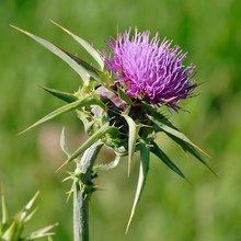 画像をギャラリービューアに読み込む, ミルクシスル 56,000mg(60カプセル)