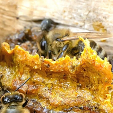 画像をギャラリービューアに読み込む, 高濃度ニュージーランド産プロポリスカプセル(60カプセル)