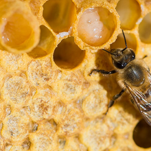 画像をギャラリービューアに読み込む, 高濃度ローヤルゼリーカプセル(30カプセル)